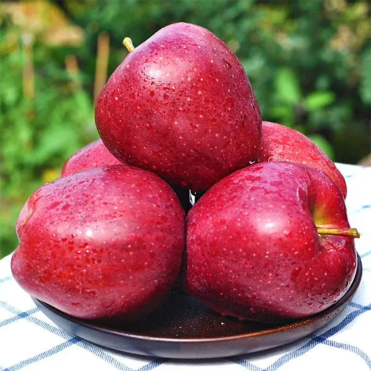 【中通 面苹果】收到是沙面 甘肃高山花牛苹果4-8.5斤装 削皮吃