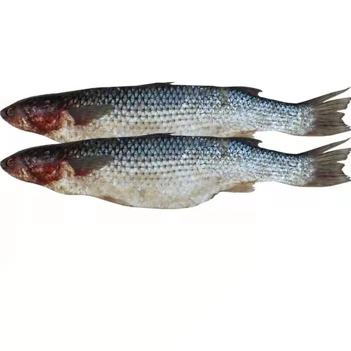 山东渤海湾咸梭鱼5斤装