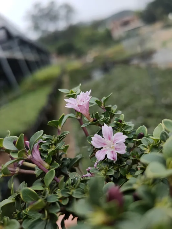紫花金边六月雪带花苞带盆