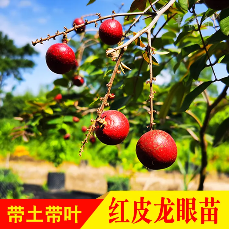 红皮龙眼树苗红皮嫁接龙眼苗四季结果盆栽地栽当年结果果树苗