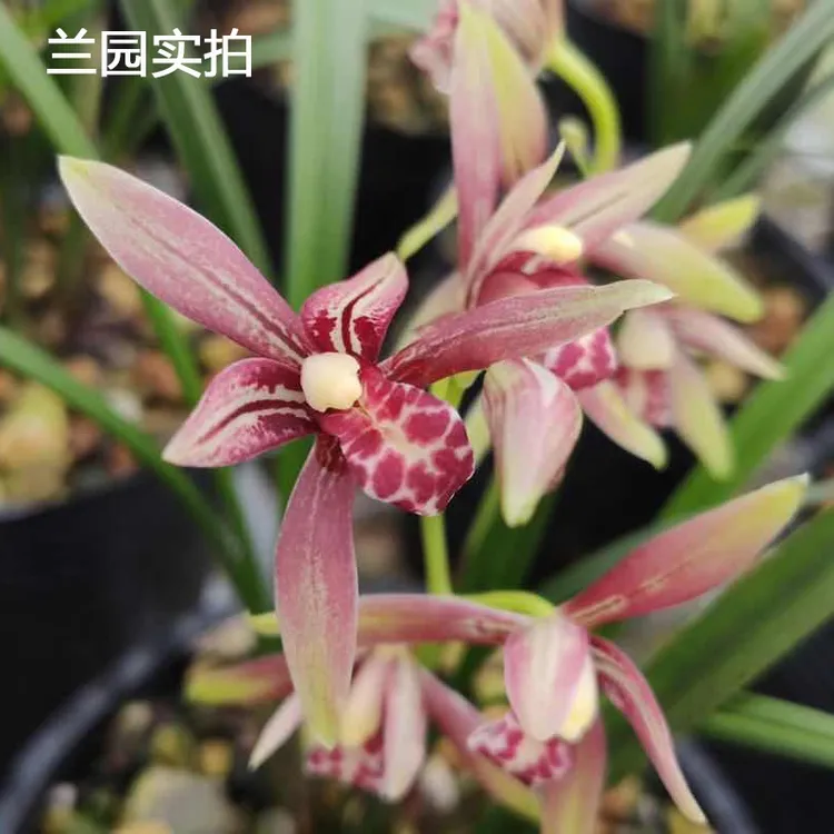 兰花苗逸红双娇传统建兰四季兰夏带花苞新手必备非常好养室内盆栽