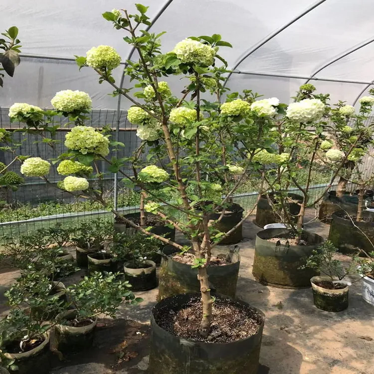 木绣球斗球，别墅庭院花卉木本绣球花苗白色大花绣球斗球花树苗耐