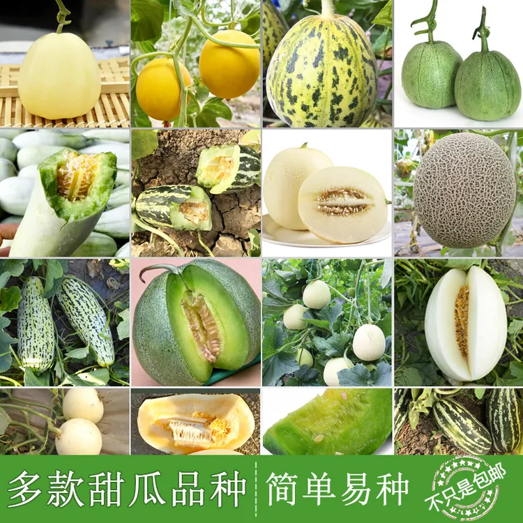 甜瓜种子羊角蜜甜瓜网纹甜瓜种籽大全农家蔬菜孑