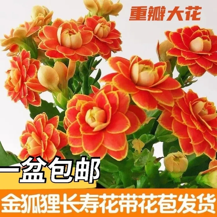 【金狐狸】长寿花110原盆原土
