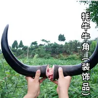 阿坝州(牦) 牛角一对2个 4斤左右 文玩 顺丰包邮