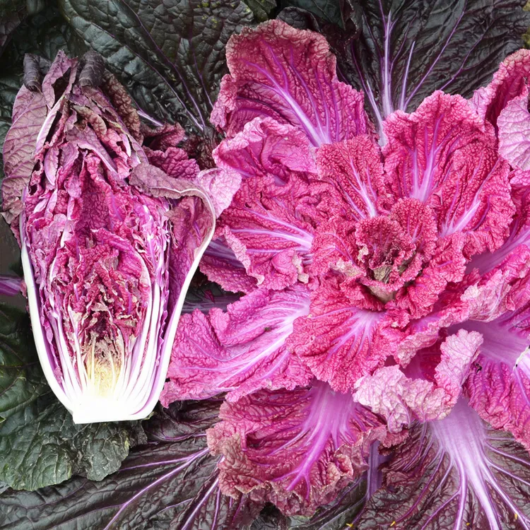 紫白菜种子 紫裔白菜种籽 秋季白菜种