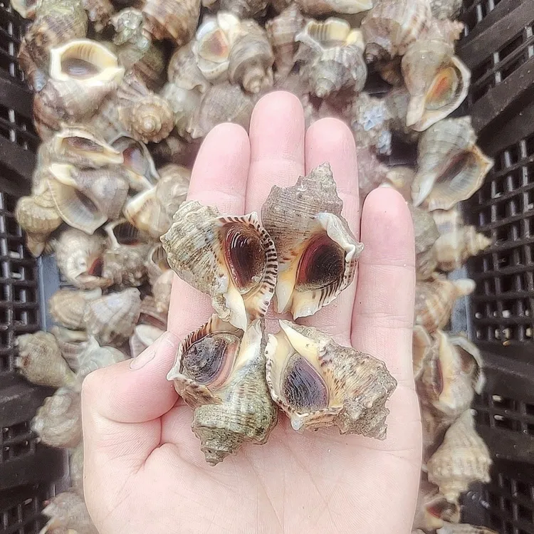 连云港  牙签螺3斤（当天收到联系死的包赔）