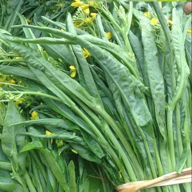 广西正宗桂林甜脆柳叶菜心种子 耐热耐寒抗病高产甜脆爽口1袋包
