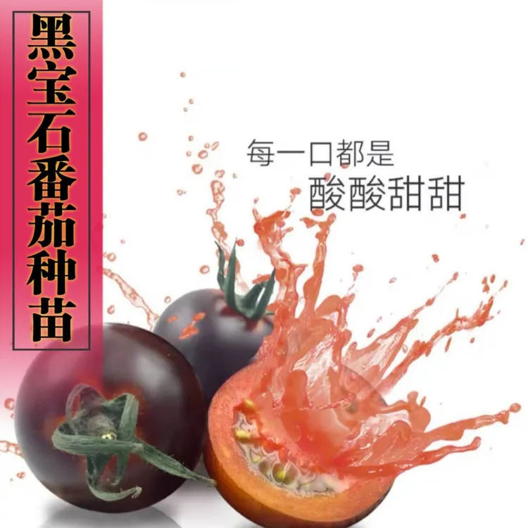 黑宝石黑色番茄种苗种子阳台盆栽家庭小院种植水果蔬菜春季饱满