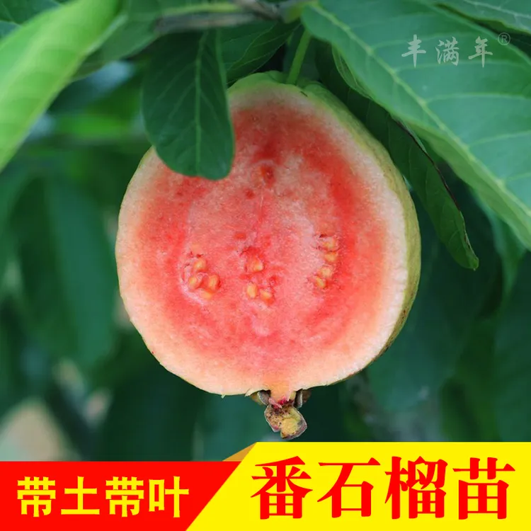 番石榴苗四季白肉红心西瓜芭乐少籽红宝石嫁接果树苗当年载种结果