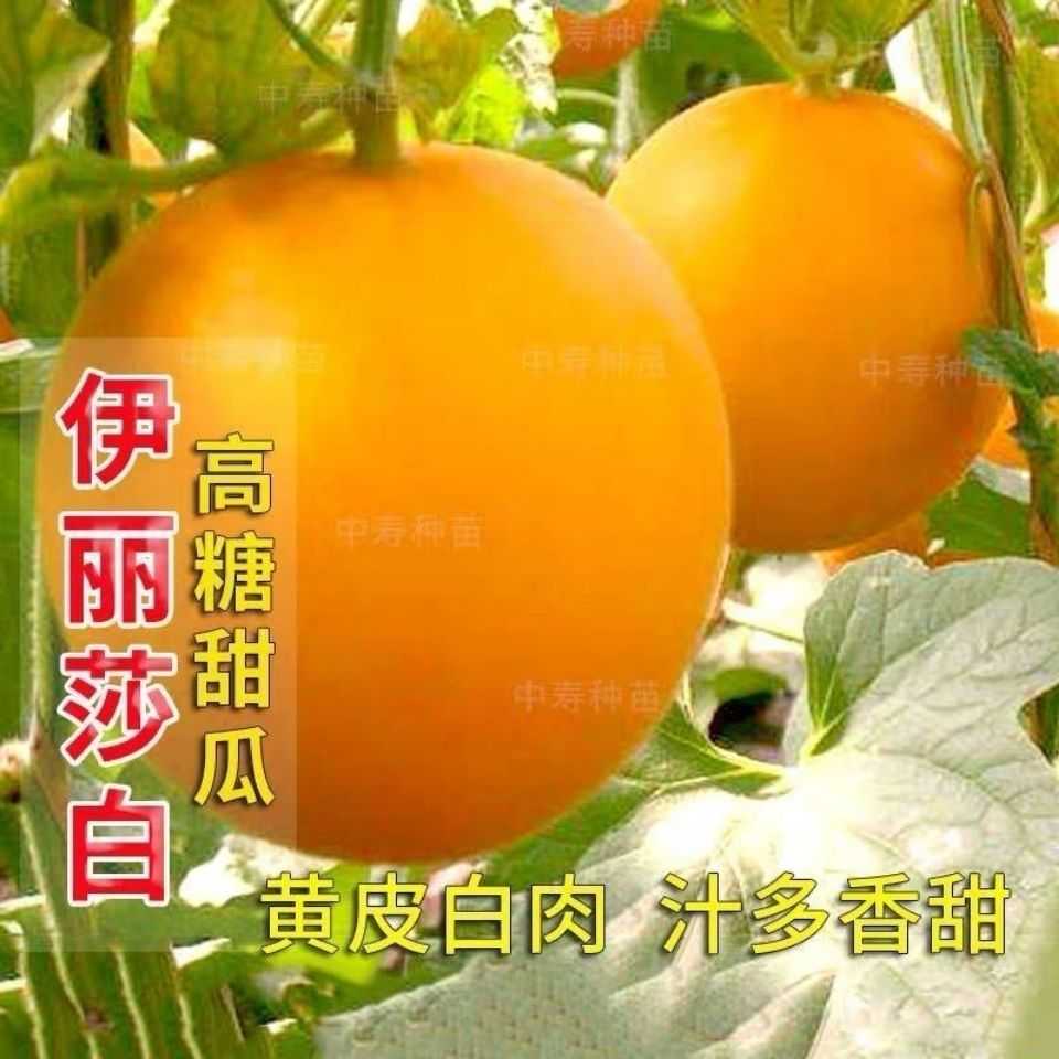 伊丽莎白甜瓜种子黄皮白肉红肉香瓜哈密瓜种籽露天大棚水果种子