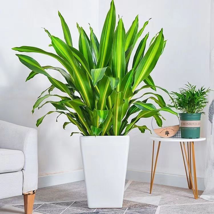 大型造型巴西铁盆栽办公室内净化空气香水培懒人绿植花卉