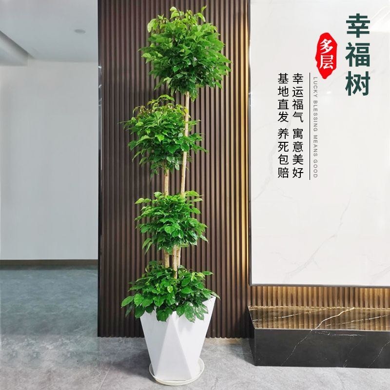幸福树绿宝大型绿植乔迁花卉盆栽室内好养易活四季常青寓意好多层