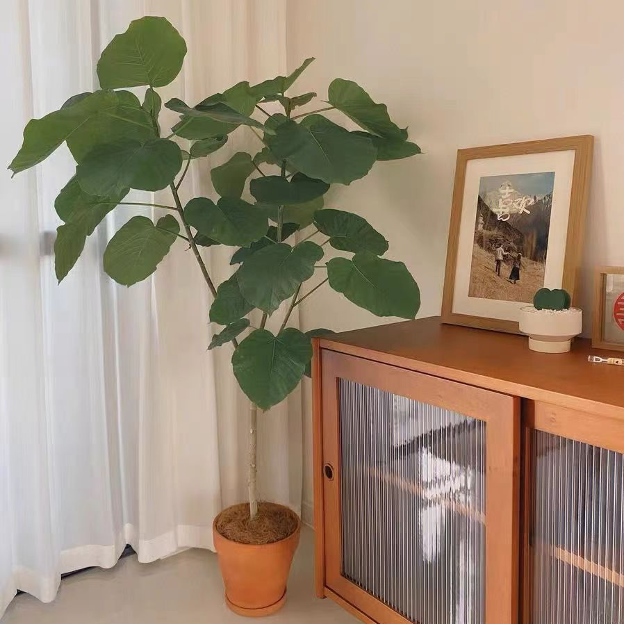大叶爱心榕心叶榕网红大盆栽植物室内花卉客厅净化空气好养绿植