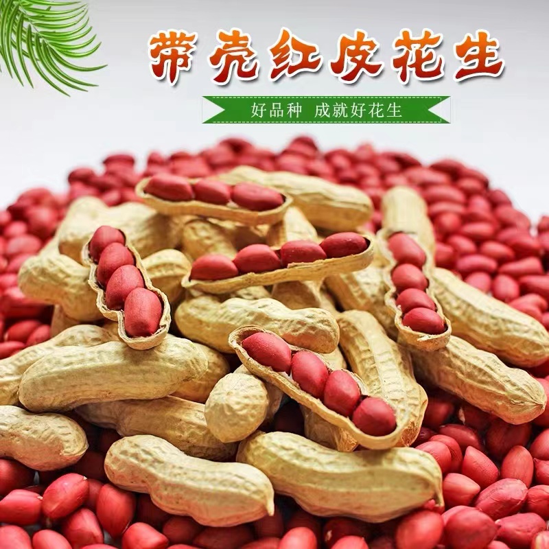 当季新红皮花生带壳生香甜五斤三斤装农家自种自然晒干花生一斤