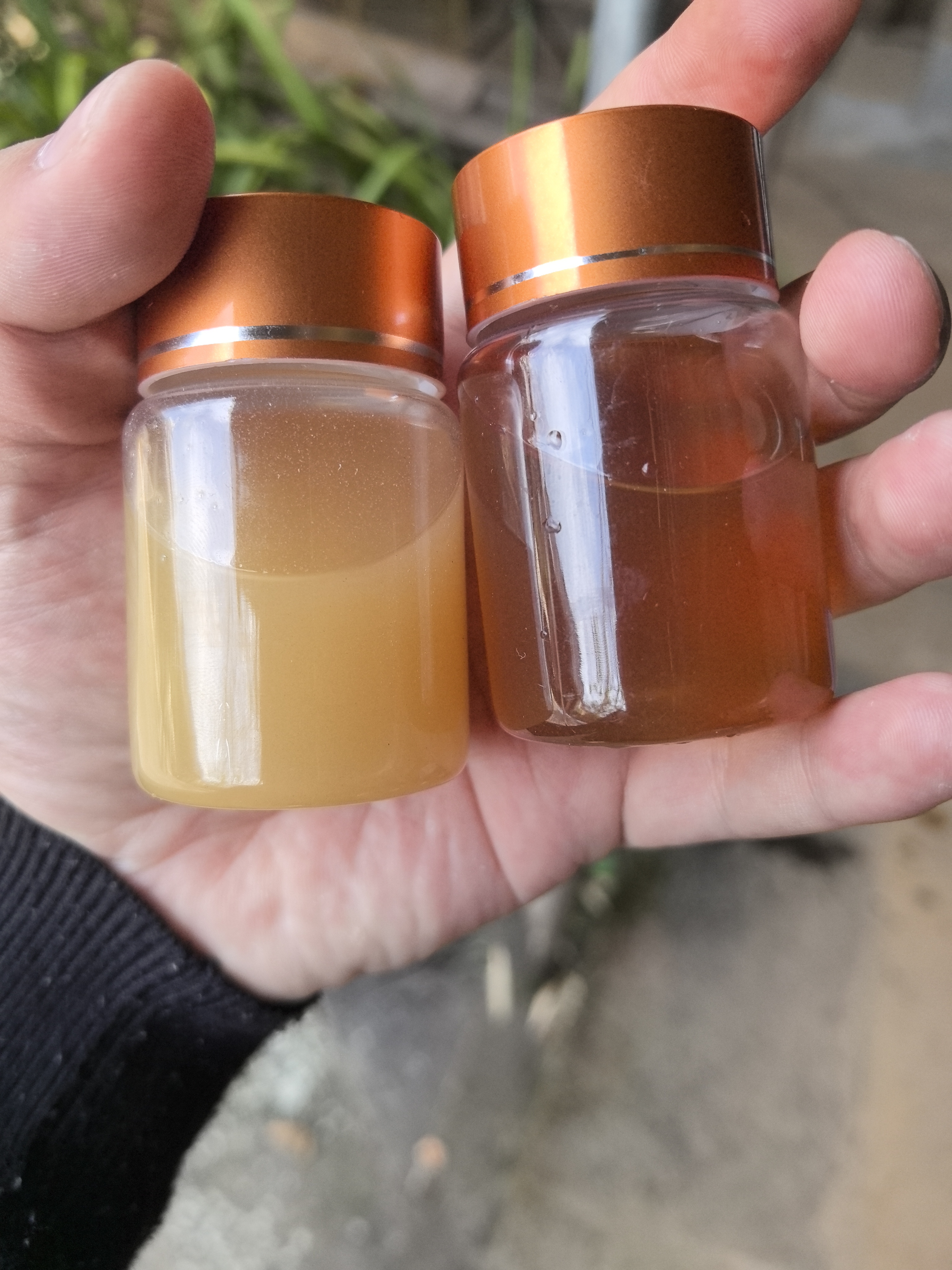 【现收好物】犭 雚/孑/油     菜-50g-300g