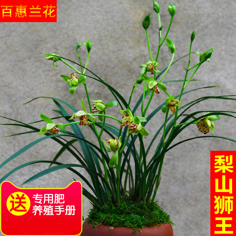 兰花苗【梨山狮王】盆栽室内植物四季好养绿植花卉观花兰草