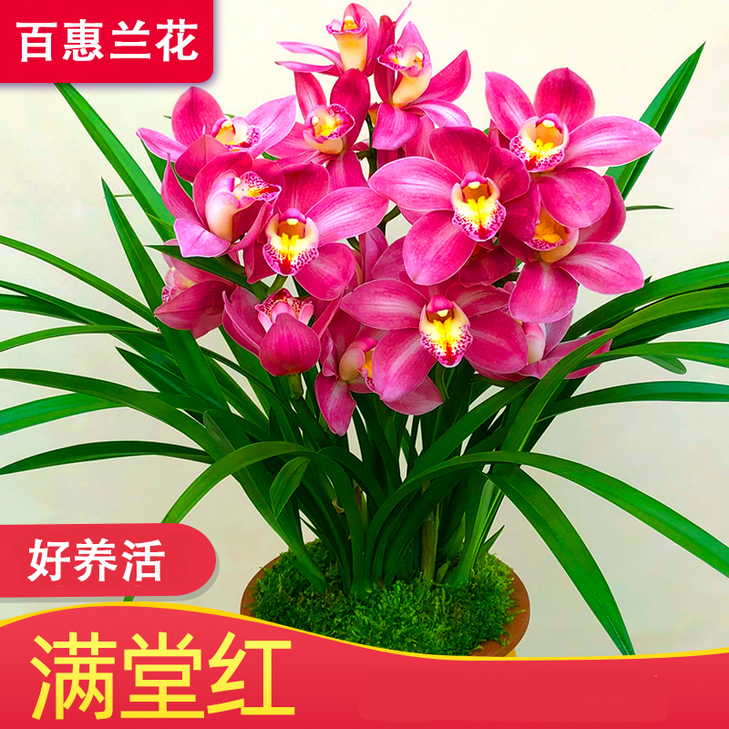名贵兰花【满堂红】蕙兰大花苞盆栽植物室内花卉绿植兰草兰花苗