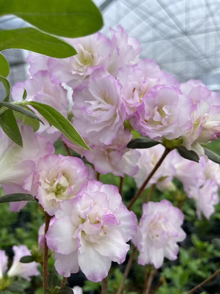 重瓣大花东洋杜鹃花庭院阳台种植耐寒绿植花卉