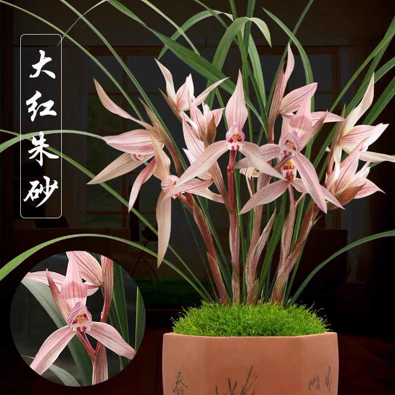 自家兰园养殖幽香室内盆栽植物绿植好养花卉盆景兰花苗