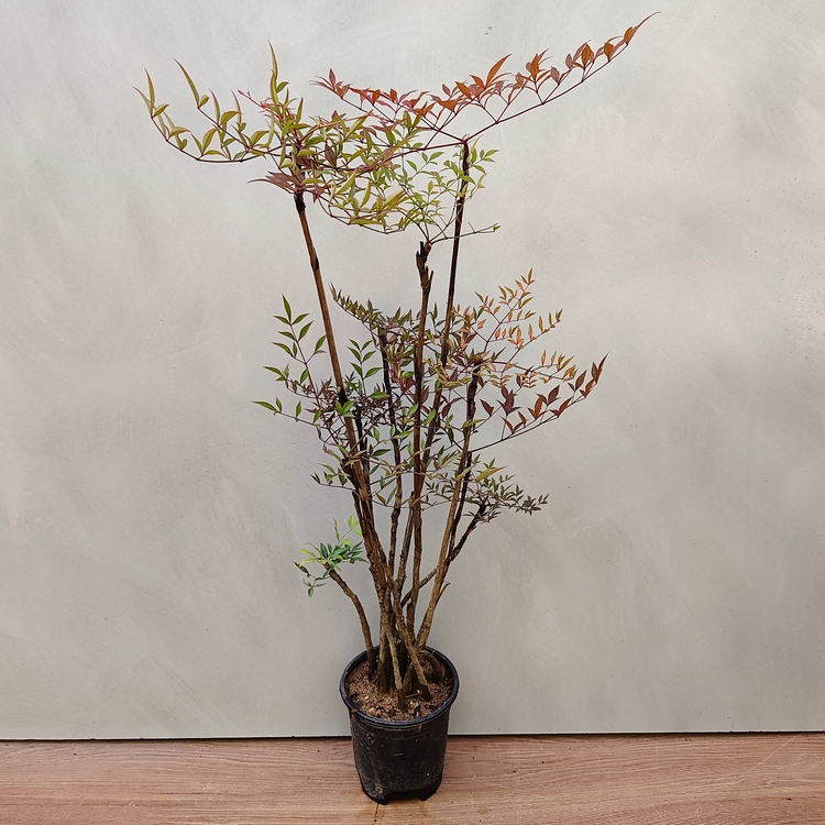 新疆包邮南天竹观赏绿植盆栽室内客厅室外庭院观叶耐寒耐阴