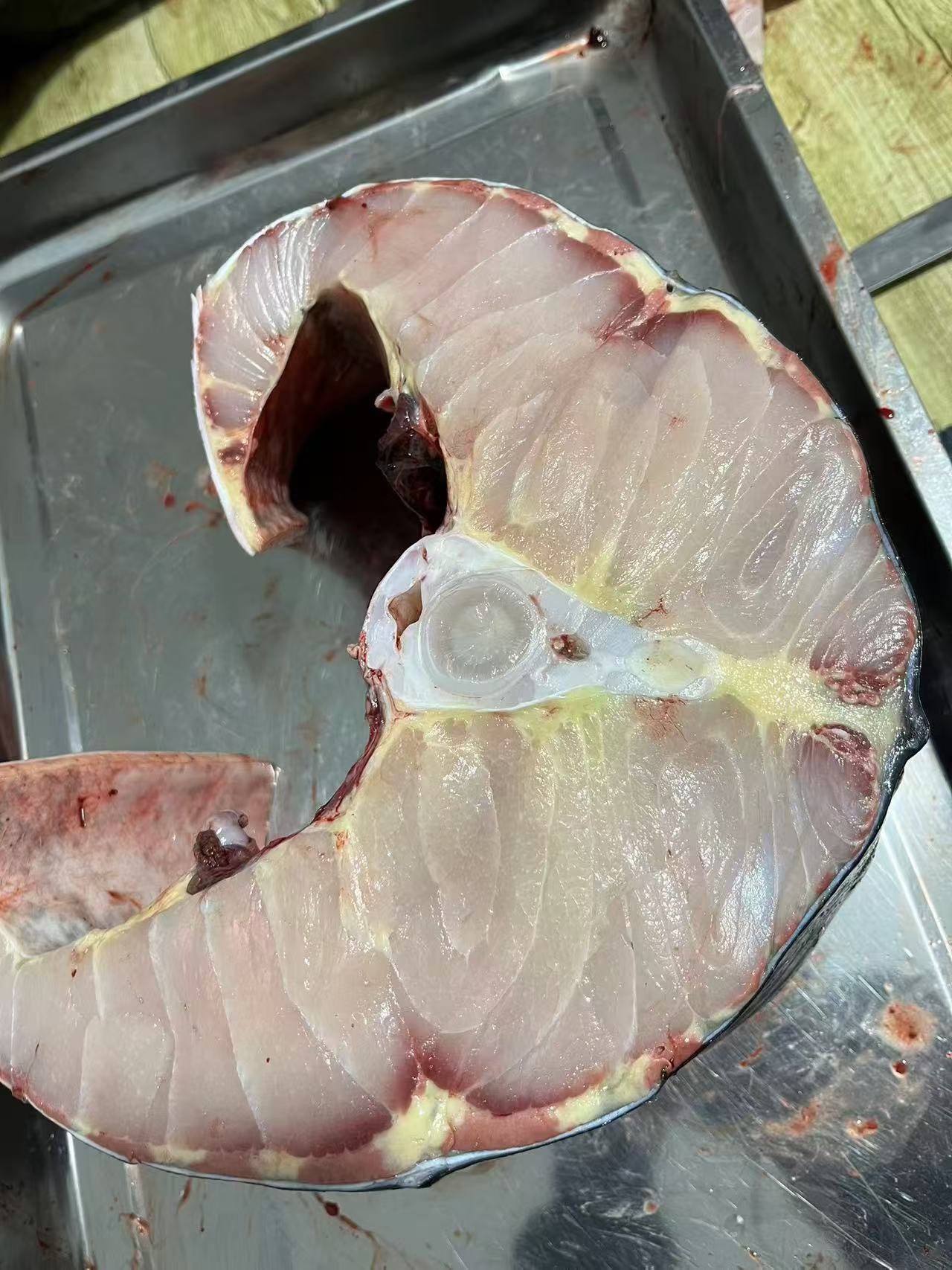 养殖鲟龙鱼（10斤）顺丰包邮