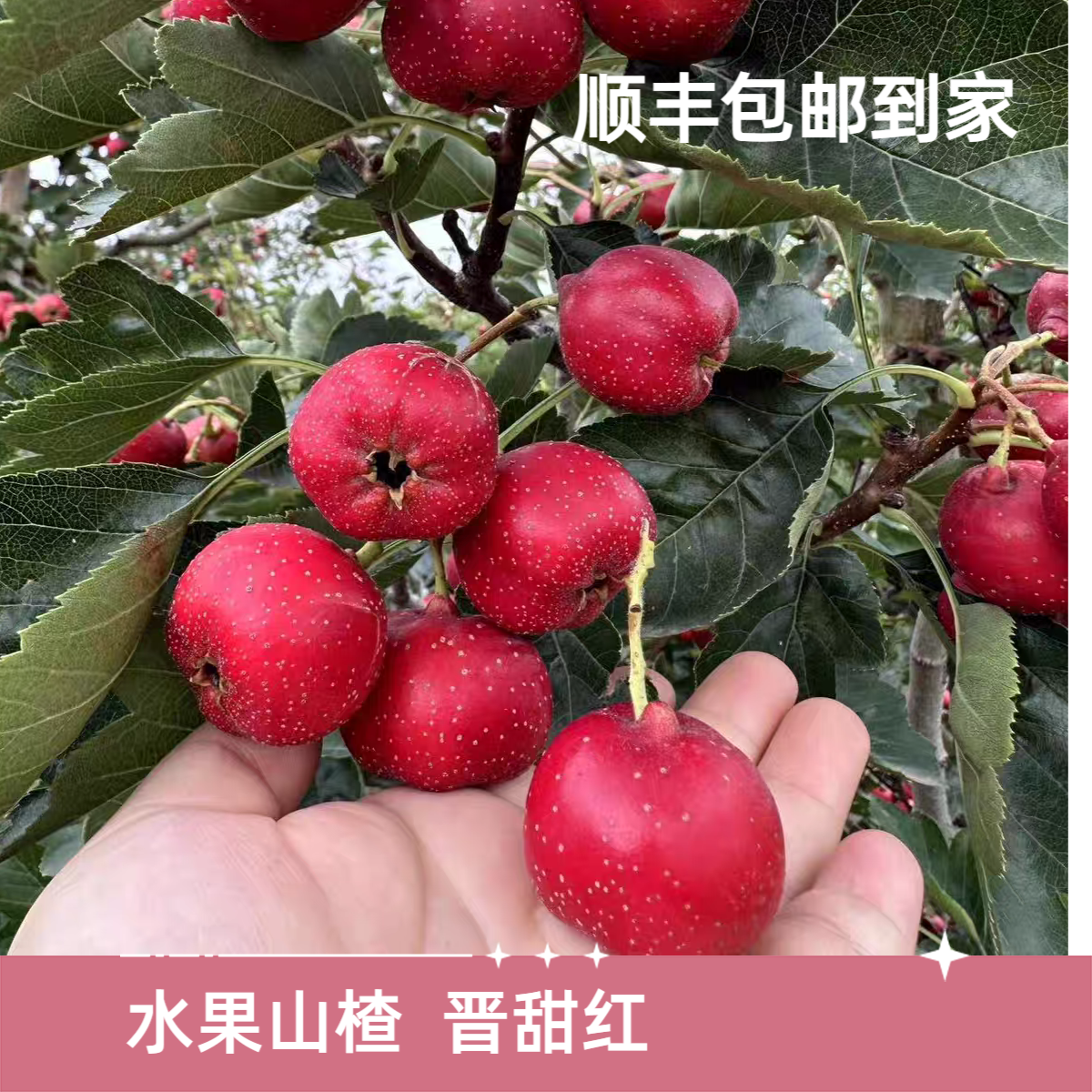 山西特产水果山楂晋甜红