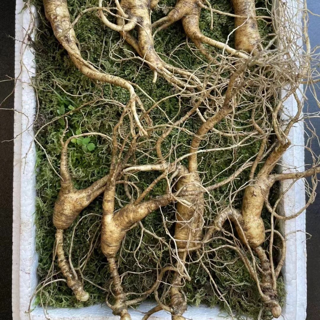 吉林集安清河东北人参一份5克