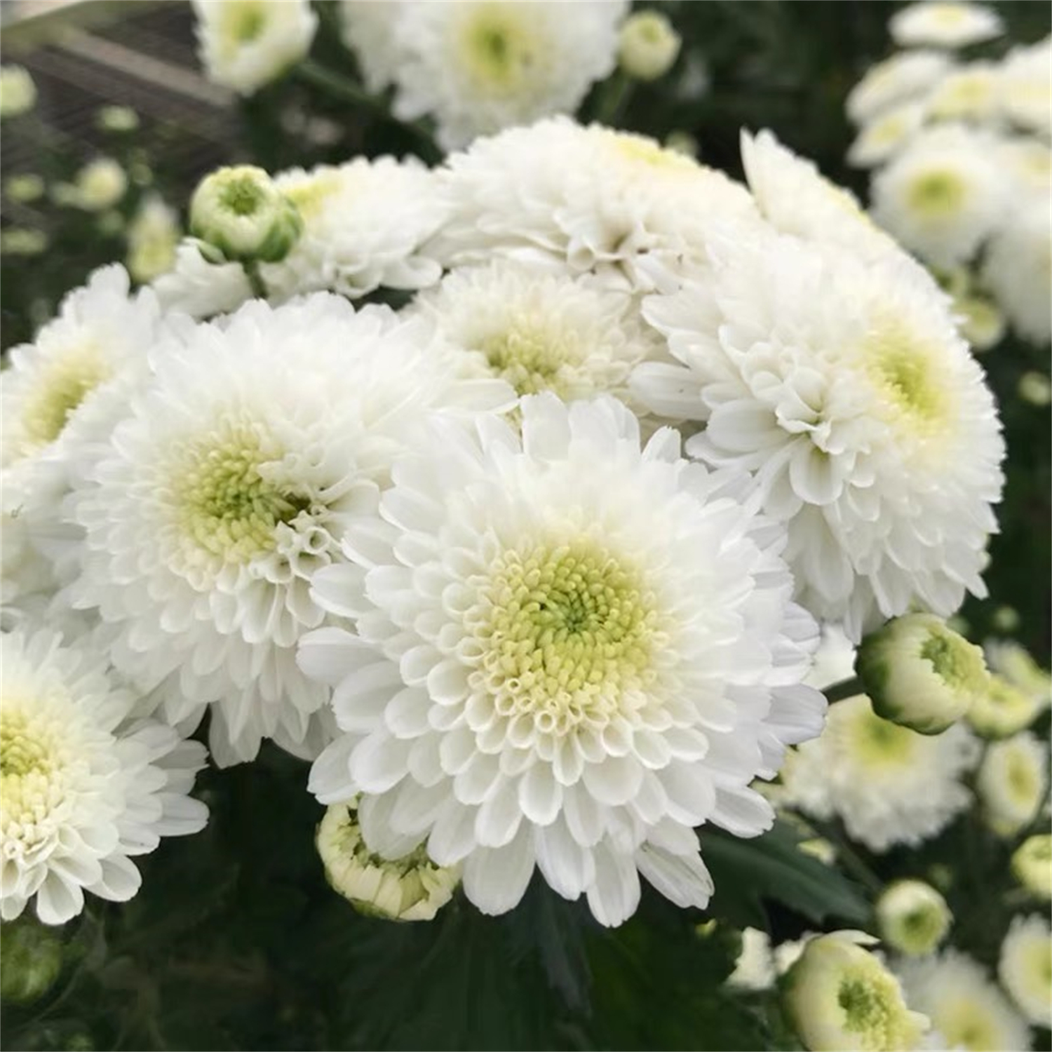 【白雪莲/玉观音】菊花盆栽大花带花苞发货耐寒好养四季开绿植花卉