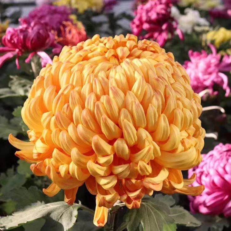 【橙国华】大花菊花盆栽带花苞发货新手好养活耐寒花期四季开花绿植