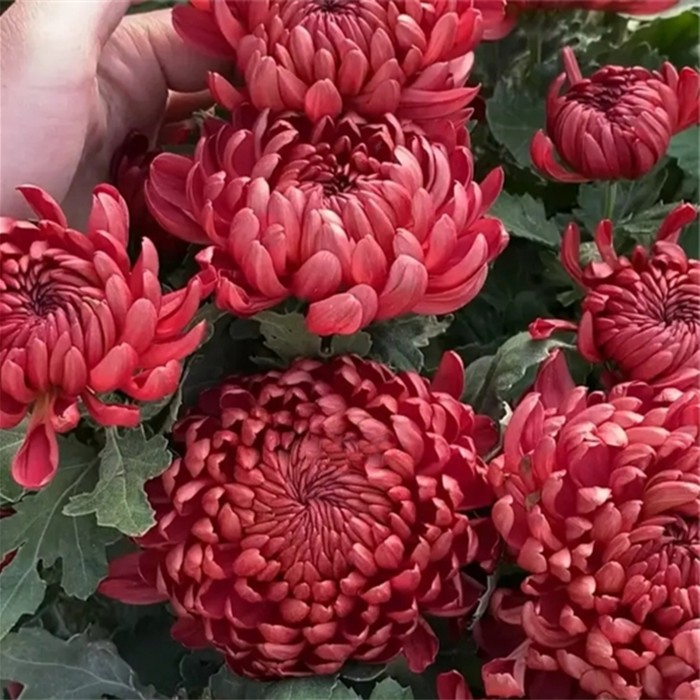 【红绣球】菊花盆栽大花带花苞发货耐寒好养花期四季开花绿植花卉