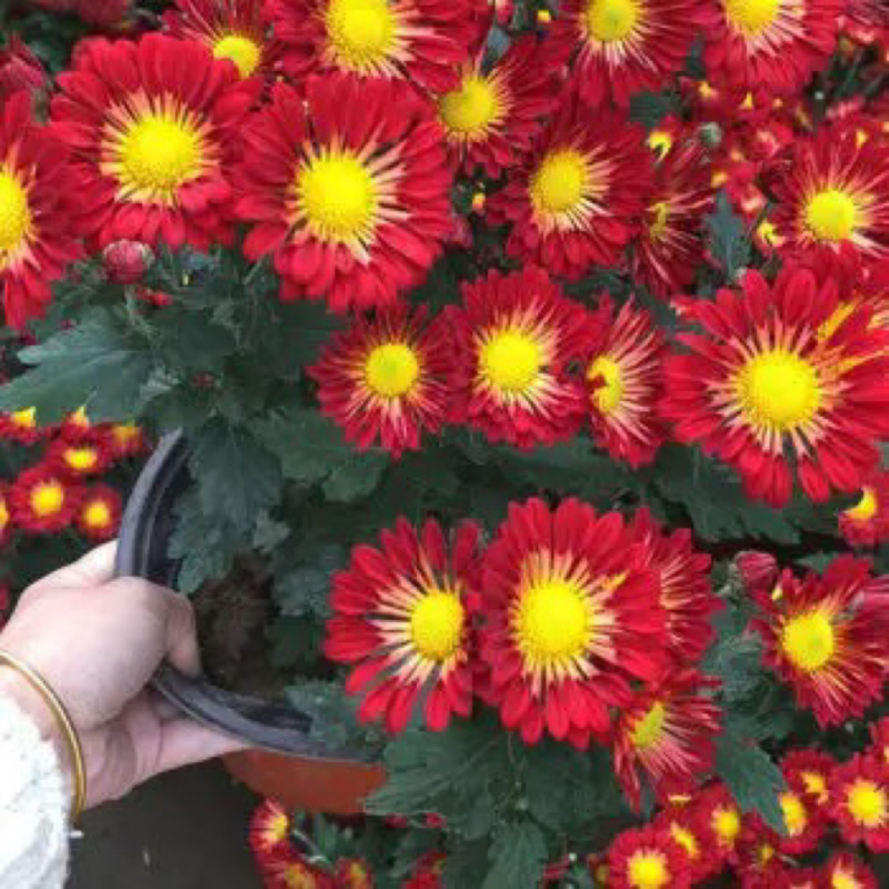 【口红】盆栽菊花带花苞好成活花期开花栽植大小发货多个养殖客厅