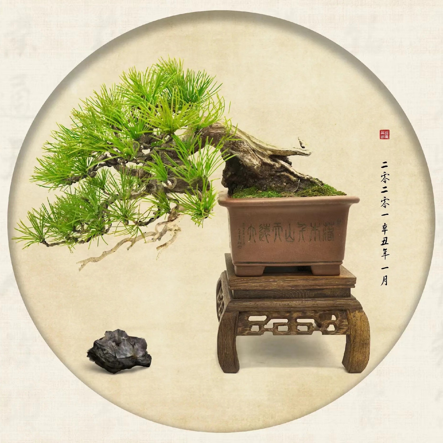 雨墨盆景 一物一拍 精品米叶罗汉松