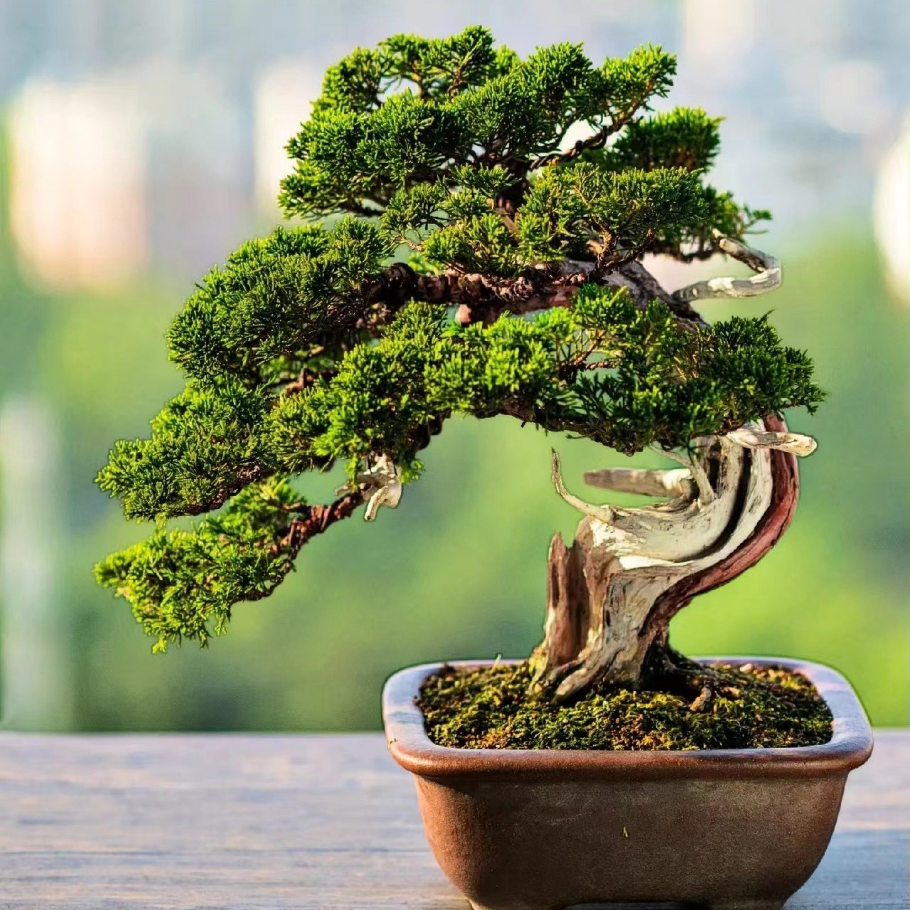 雨墨盆景 一物一拍 精品米叶罗汉松