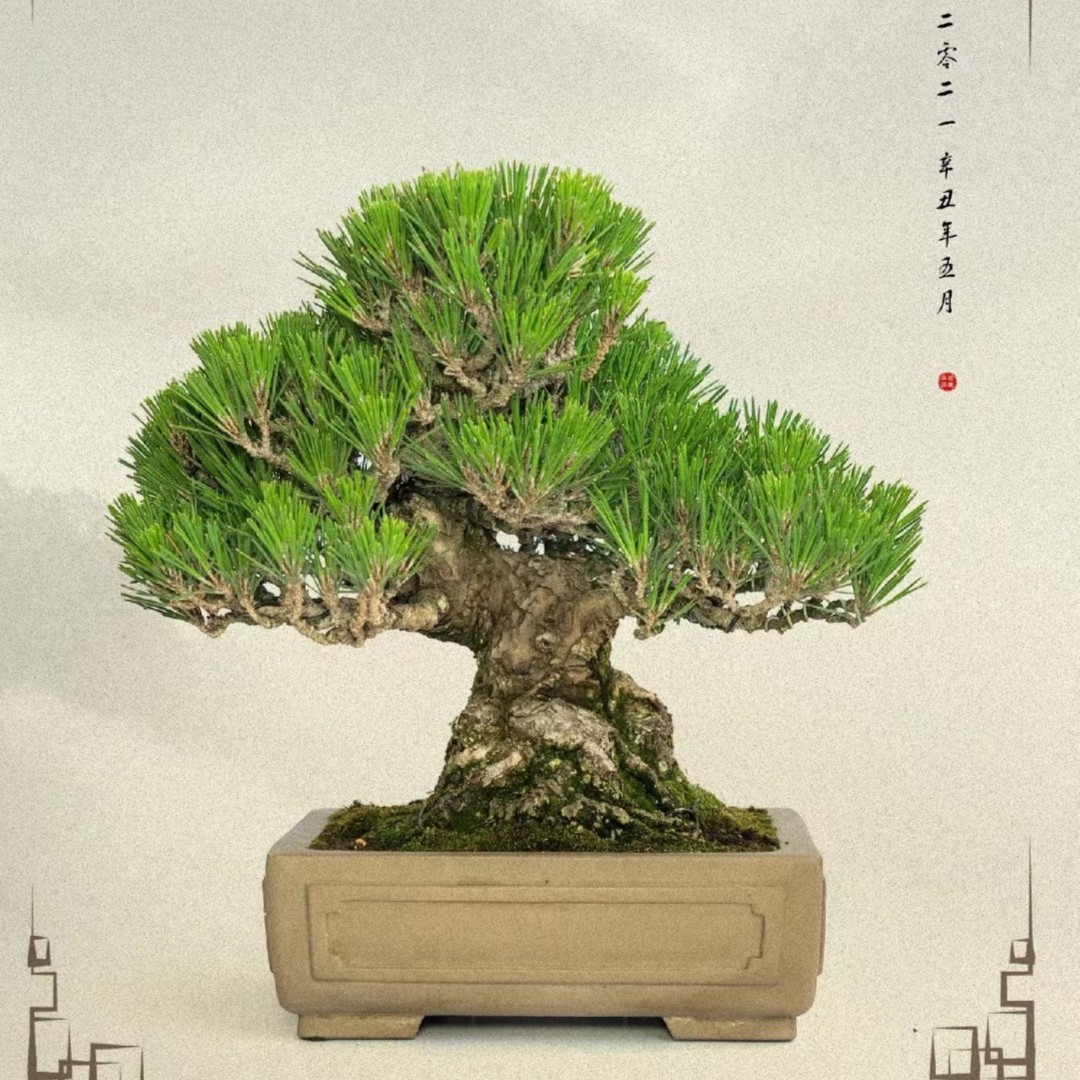 雨墨盆景 一物一拍 精品米叶罗汉松
