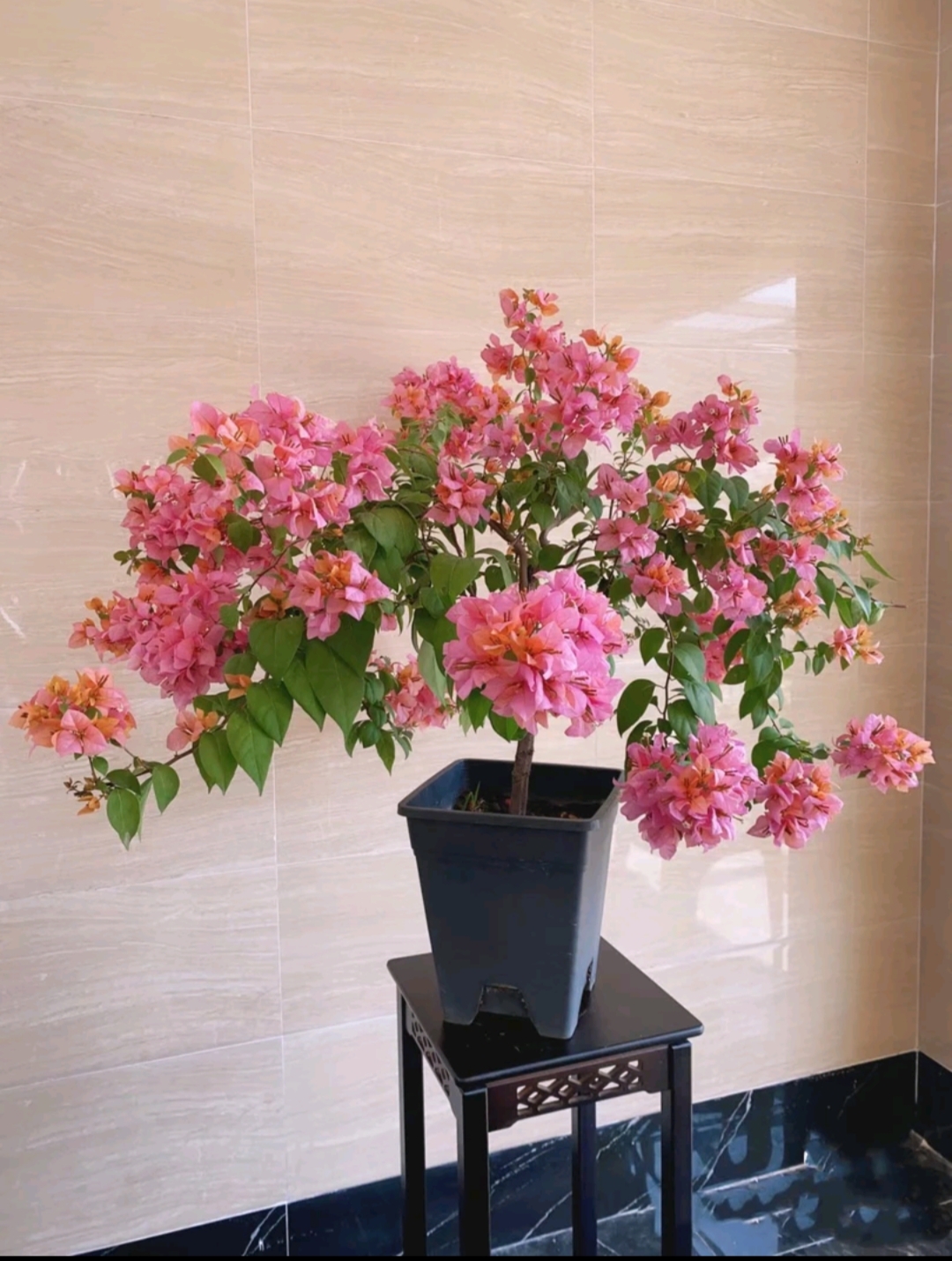 金发女郎.三角梅绿植盆栽基地直发