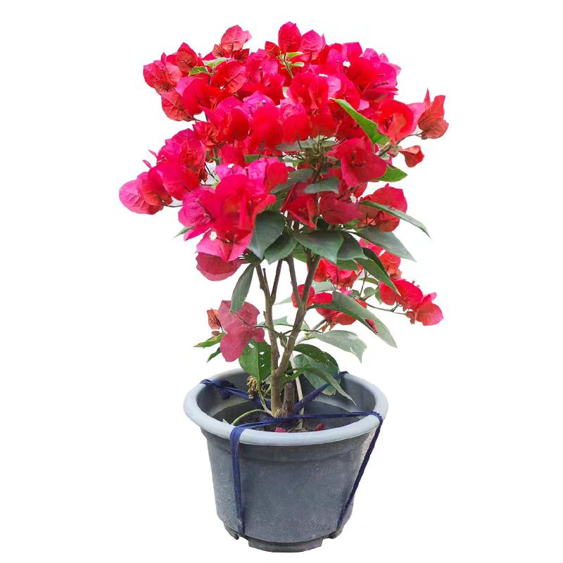 随机一颗三角梅