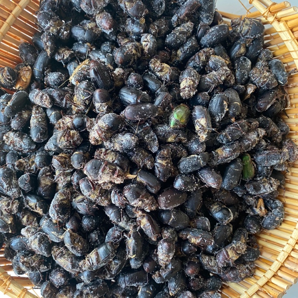 山东特产黑色金龟子瞎闯子速冻顺丰包邮