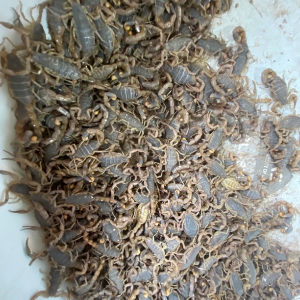 山东沂蒙全蝎包邮沂蒙山蝎子包邮沂蒙干净油炸食用美味顺丰发货