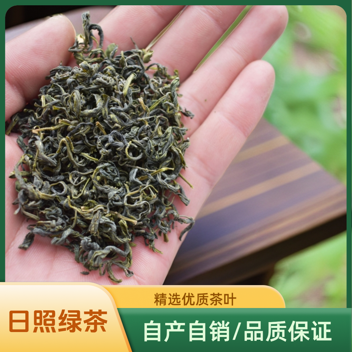 2025年新茶日照绿茶板栗香老茶客的网红口粮茶口粮茶