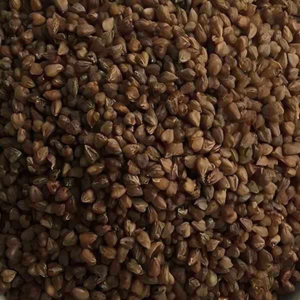 苦荞酒酿造线上视频课