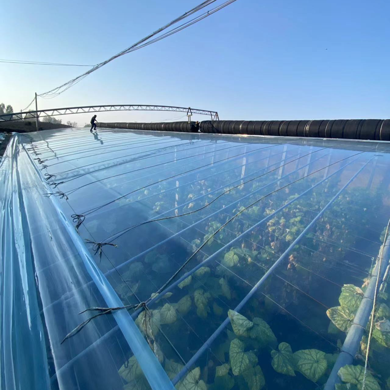 JINMAYI/金蚂蚁金蚂蚁po膜样品