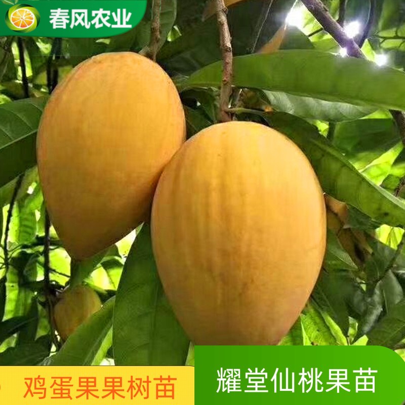 正宗耀堂仙桃树苗蛋黄果苗木瓜仙桃树苗带果发货鸡蛋果苗带土带叶