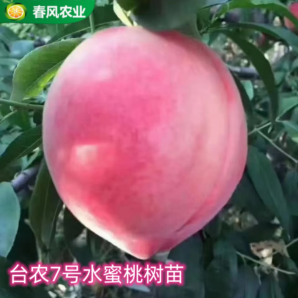 台农7号水蜜桃果苗特大嫁接桃苗带土南北方种植桃树果树苗带土叶