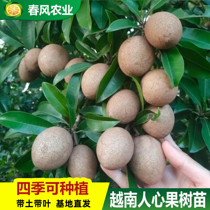人心果苗果树苗盆栽地栽庭院越南四季结果超甜南方种植带果