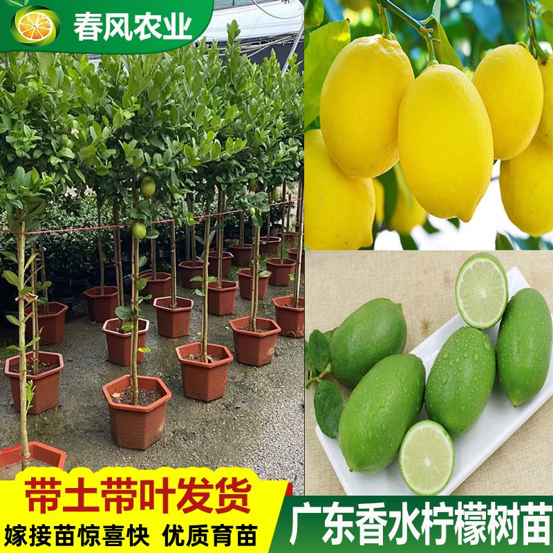 香水柠檬树苗台湾香水四季广东香水无籽柠檬嫁接庭院种植青柠