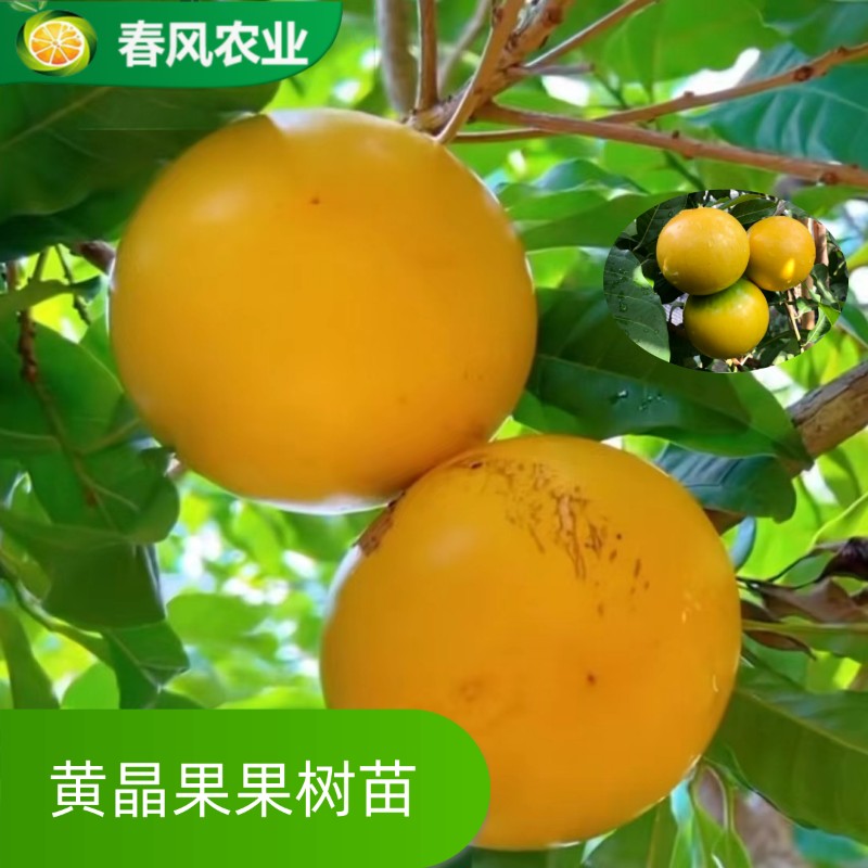 台湾黄晶果苗果树苗6号8号金大王嫁接冬蜜久蜜庭院盆栽地栽