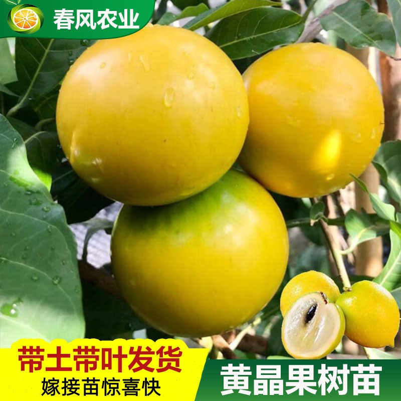 台湾黄晶果6号8号果树苗金大王特大嫁接冬蜜久蜜庭院盆栽地栽带叶