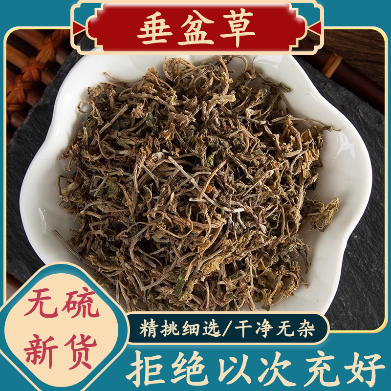 精选垂盆草干货泡茶正宗野生垂盆草干锤盆草500-1000克包邮非甘草