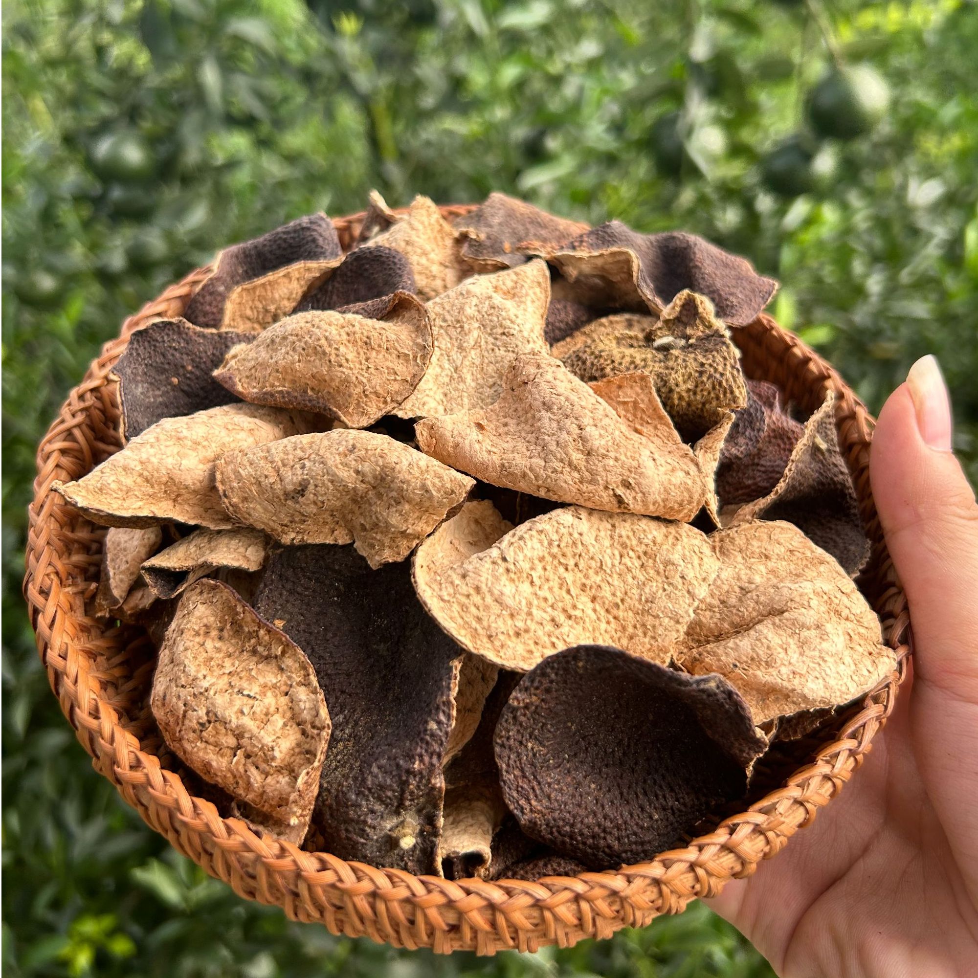 【临时链接】新会陈皮